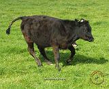 Lancashire Heeler 9B025D-14